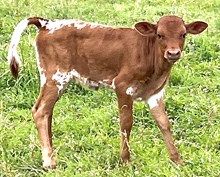 Beauty queen heifer 26