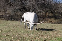 BAYOU IVORY