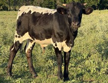 Steer