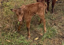 2026 Heifer (Teasing Georgia)