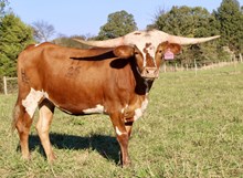 HL Choosin’ Texas