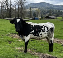 LR Rural Revival