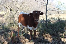 Ranch Water 245 X EJS Delilah