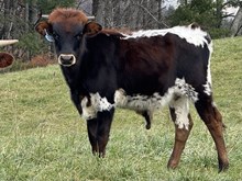 2025 Bull (Double Troubles)
