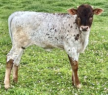 Gracie heifer 26