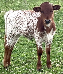 YR Ruby Shine