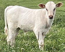 Watson 976 bull 26