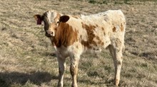 2025 Bonita Commercial STEER Calf
