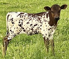 Roscoes ritz heifer 26