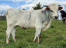 2025 Bull (La Becca)