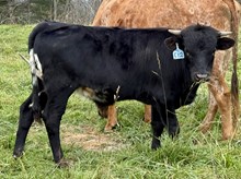 2025 Bull (One Tuff Cookie)