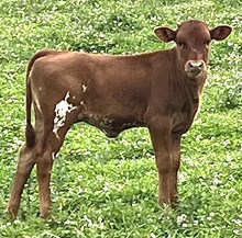 Ritzy Devil heifer 26