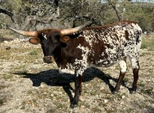 FF Maggie Moo 224