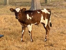 bull lady shiro x Jak BCR