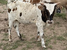 Frosty - Snow Jackie's O'Angel x The Flying Ace
