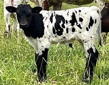 Foxy free bull 26