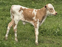 Dolly Dreamer heifer