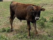 Harry - Sally Martha Mary x DH Trigger Marshal