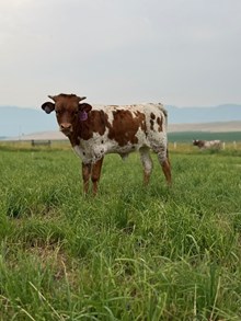 Locked N Loaded X Hey There Delilah 26 Heifer