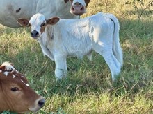 bull calf Intimidator LM x BCR Amber True