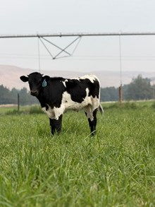 Drop It Like It’s Hot X Top Notch 26 Bull