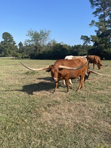 SPL Southern Beauty
