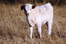 2020 Regal Reward Bull