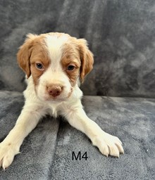 Male 4
