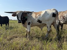Jolene/JW Bull Calf
