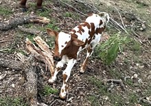 Texas Fantasy 124