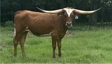 HBR Jolene