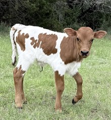 Sass's Bull Calf