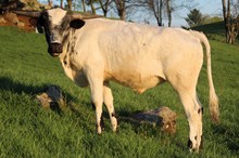 2023 BULL (SITTIN MAGGIE)