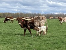 Shelly 2026 bullcalf