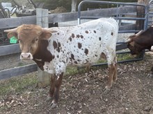 LF Ruckus