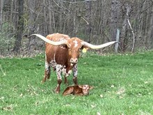 My Girl 2026 Bull Calf