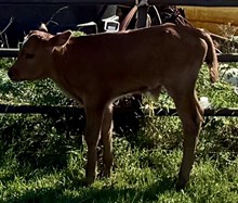 2026 POPPY BULL CALF