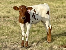 GF VIOLET WINN