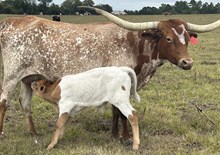 Bull Calf Guilty