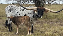 Bull Calf (Hubbells Long RangeXJest A Cover Girl)