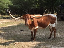 Texas Jubilee