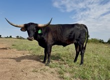 LRR Black Betty