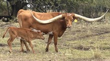 Bull Calf (Hubbells Long Range X BOR Sweet Dust)