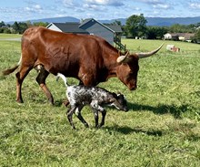Rios So Fine x HH Pandemic heifer