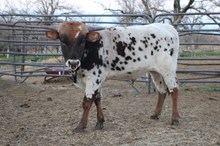 EJS Half Your Herd