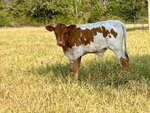 bull BCR True Solution x Solid Ground