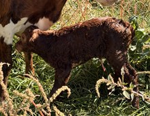 2026 Heifer (June Bug)