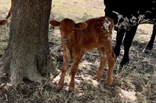 HCC Unnamed Bull 371