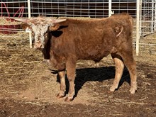 516 Steer