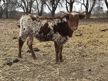 531 Steer